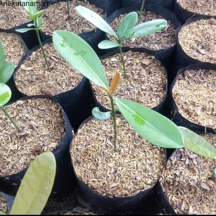 Pohon Garsenia, Tanaman Garcinia