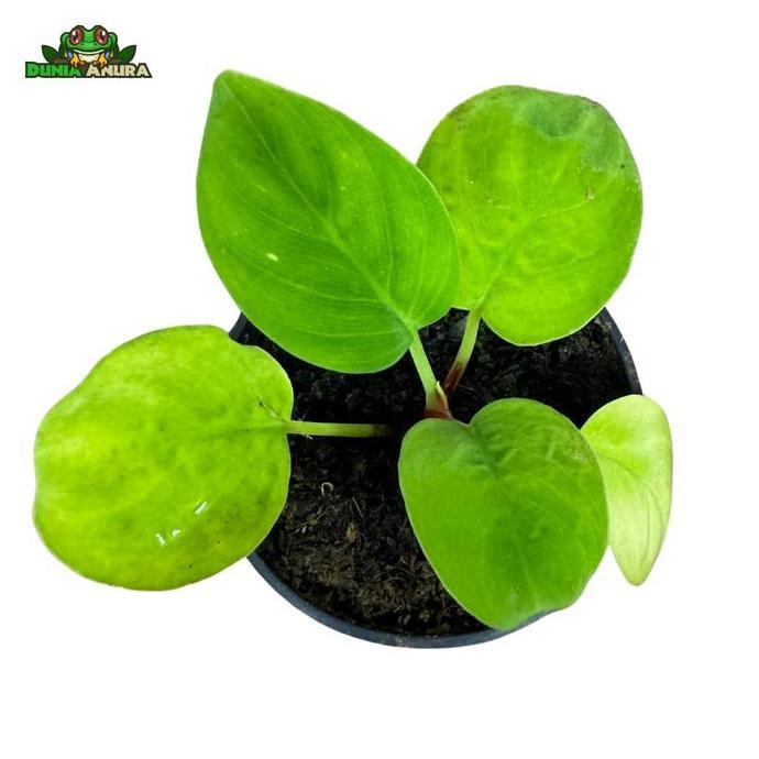 Tanaman Vivarium/Paludarium Homalomena Sp