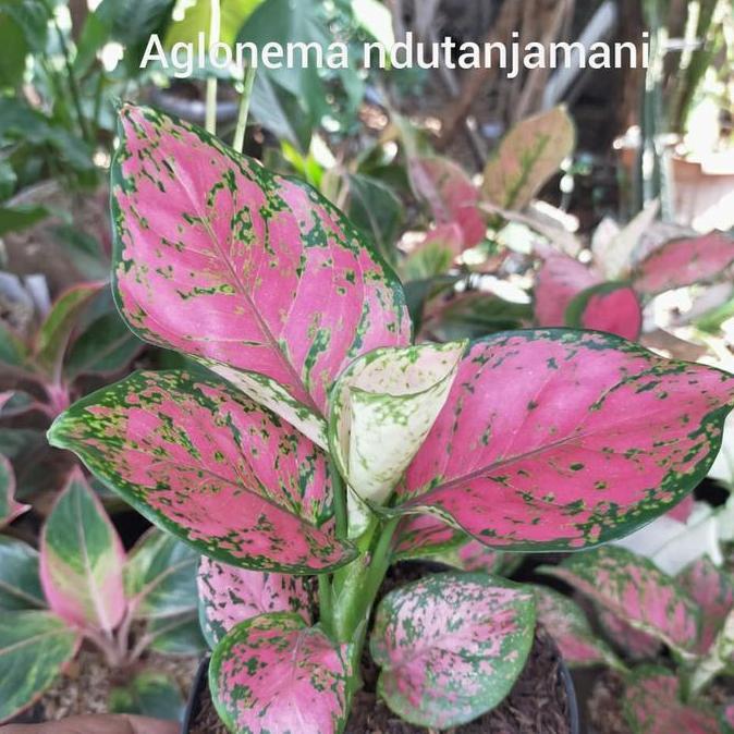 Paket Hemat Aglonema / Aglonema Lipstik, Legacy, Ndut Anjamani Murah