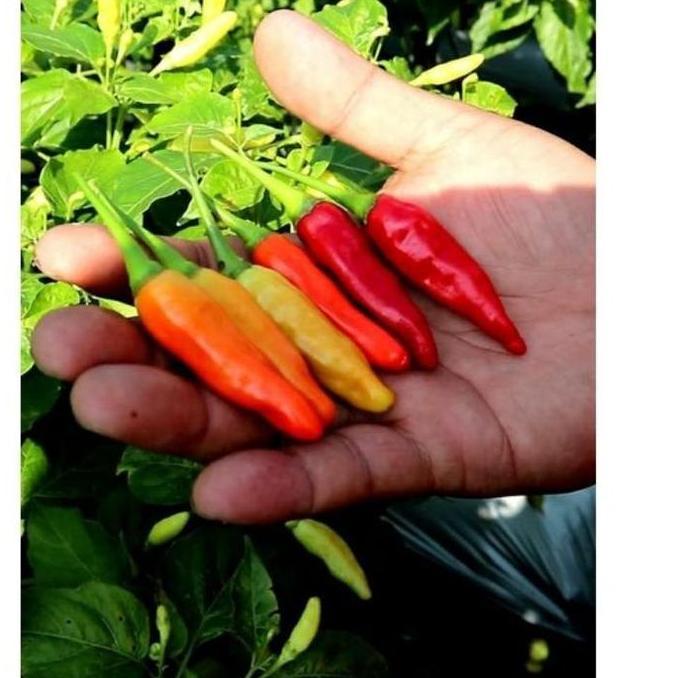 Benih Cabe Rawit Setan Kaliber Original WIJITANI Kemasan Repack