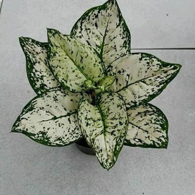 Tanaman Hias Aglonema Dud White - Dud White Aglo