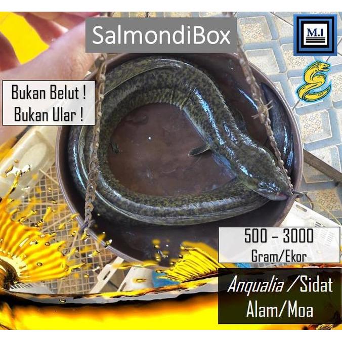 Ikan Sidat Alam (Anguailla) / Pelus / Moa - Hidup