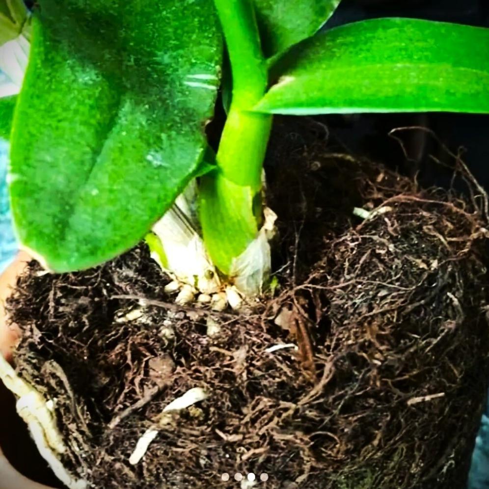 Promo Cod Media Tanam Mos Hitam Asli 1Kg Untuk Anggrek ...