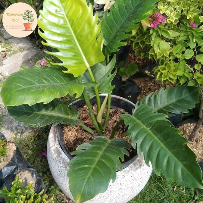 Philo Gergaji hijau ready surabaya barat philodendror green saw