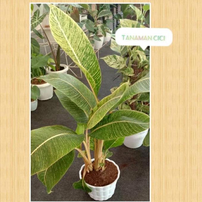 Tanaman outdoor pisang bugis besar 1m-an