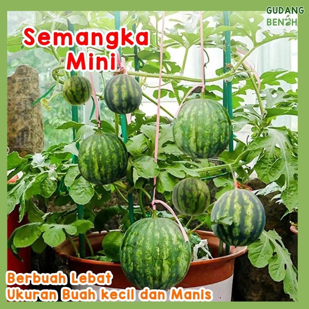 Promo Cod Semangka Mini Watermelon Biji Unggul Tahan Hama Isi 50 Benih, Bibit Buah Semangka ...