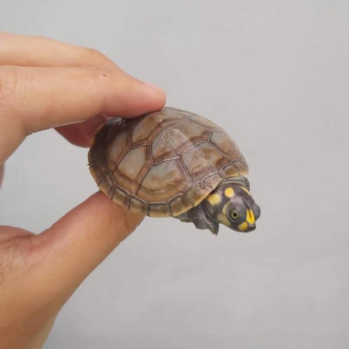 Yellow Spotted River Turtle (Podocnemis Unifilis) 5-6 Cm