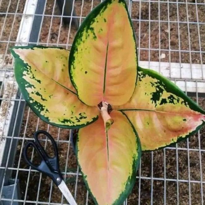 Terlaris Tanaman Hias Aglonema Sultan Brunei Dewasa