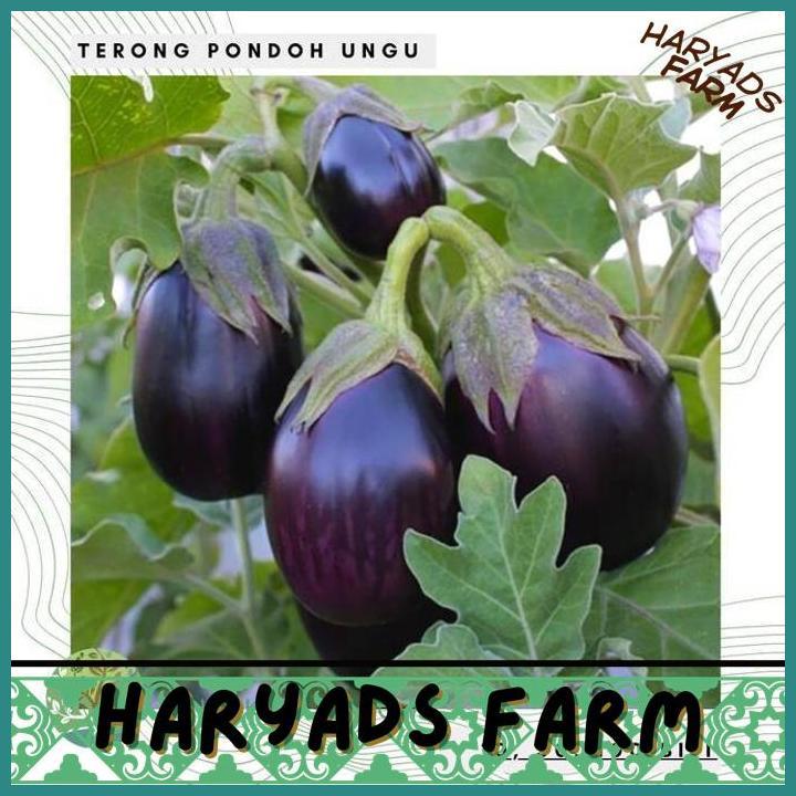 HF BENIH BIBIT BIJI - TERONG PONDOH UNGU BULAT BESAR SEEDS - HARYADSFARM