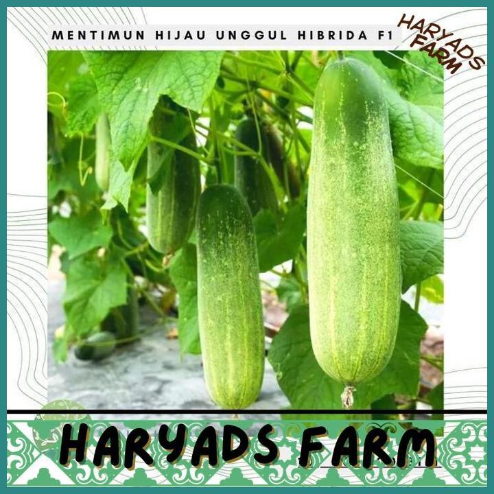 HF BENIH / BIBIT / BIJI - MENTIMUN TIMUN HYBRID F1 - LOKAL - HARYADSFARM