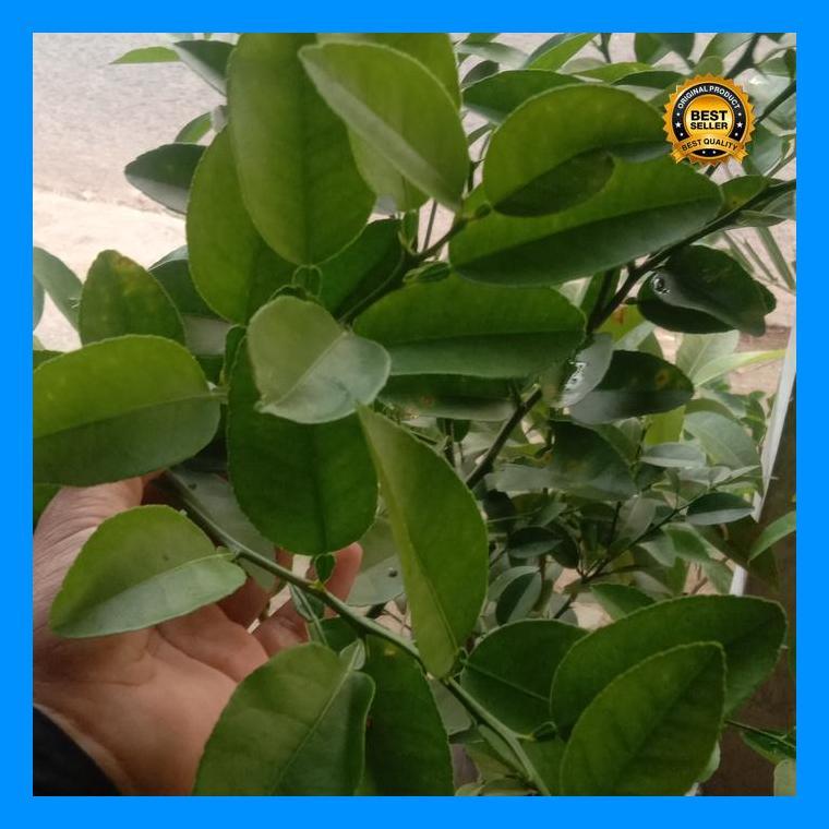 (Terbaru) Tanaman Jeruk Nipis - Bibit Jeruk Nipis Bibit Jeruk Nipis Bestseller