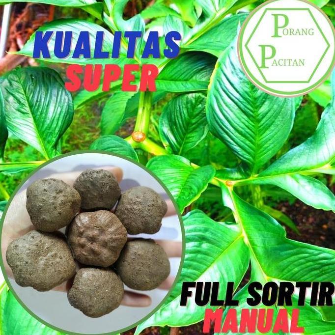 Terlaris Bibit Porang Katak Super Dorman Isi 70-80/Kg Harga Terjangkau