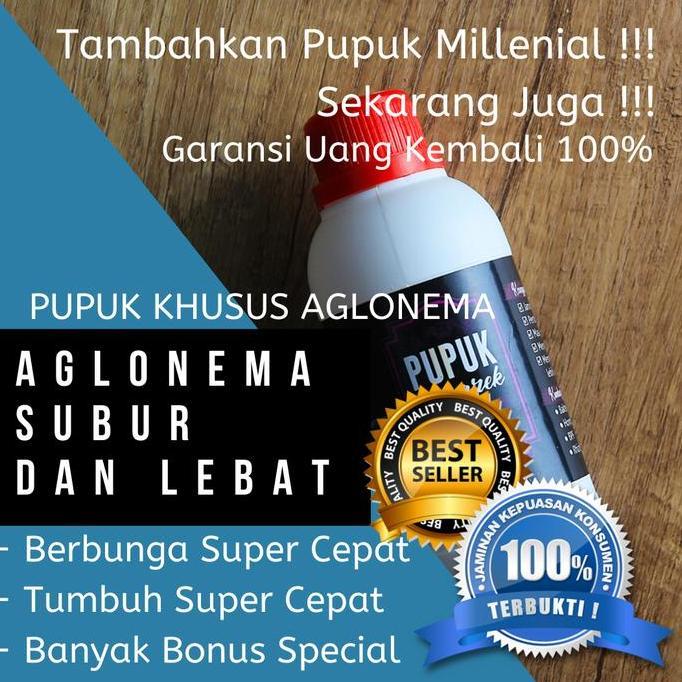 Terlaris Pupuk Bunga Aglonema, Pupuk Daun Aglonema, Pupuk Penyubur Aglonema 2