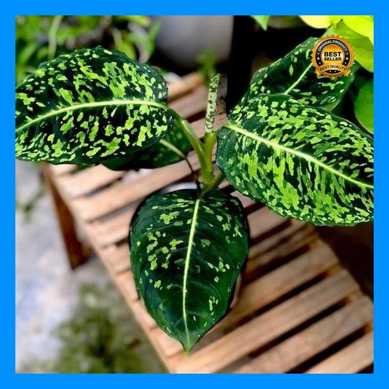 (Promo) Tanaman Hias Dieffenbachia Reflektor // Blanceng Reflektor Bestseller