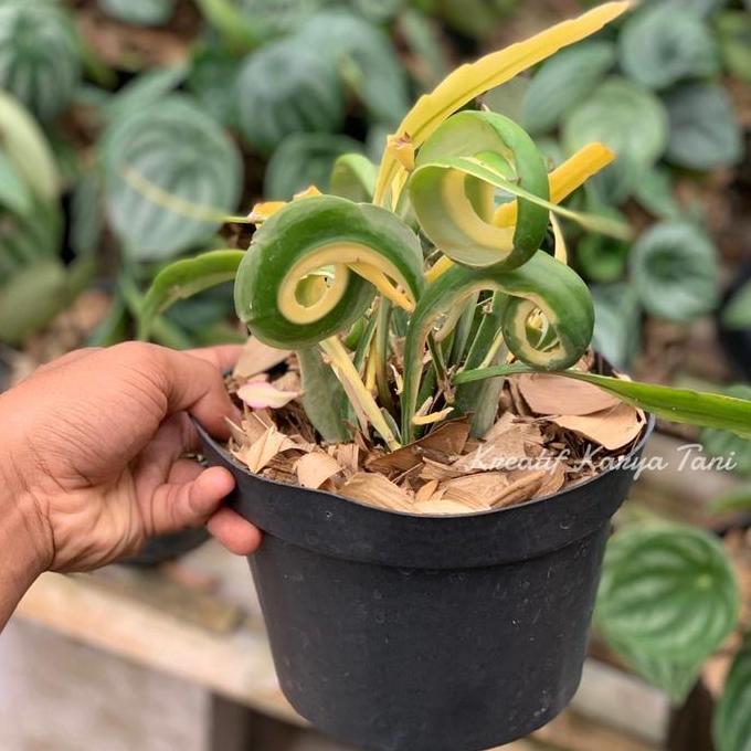 Tanaman hias wijaya kusuma tanduk varigata - Wijaya kusuma varigata