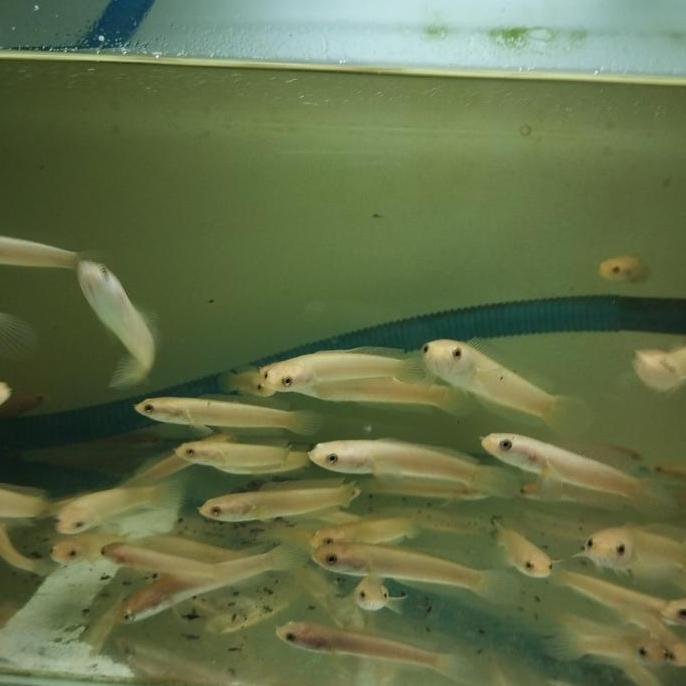 CHANNA LIMBATA GOLDEN XHANTIC 6-7, 7-8CM