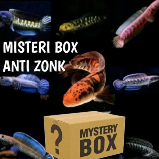 MISTERI BOX CHANNA ISI 2 AURANTII PULCHRAA YELLOW SENTARUMM ASIATICAA