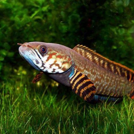 CHANA BLEHERI UK4-5CM