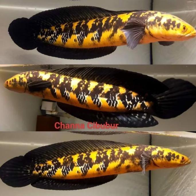 IKAN CHANNA MARU JAMBI BAHAN BATIK 3-6CM