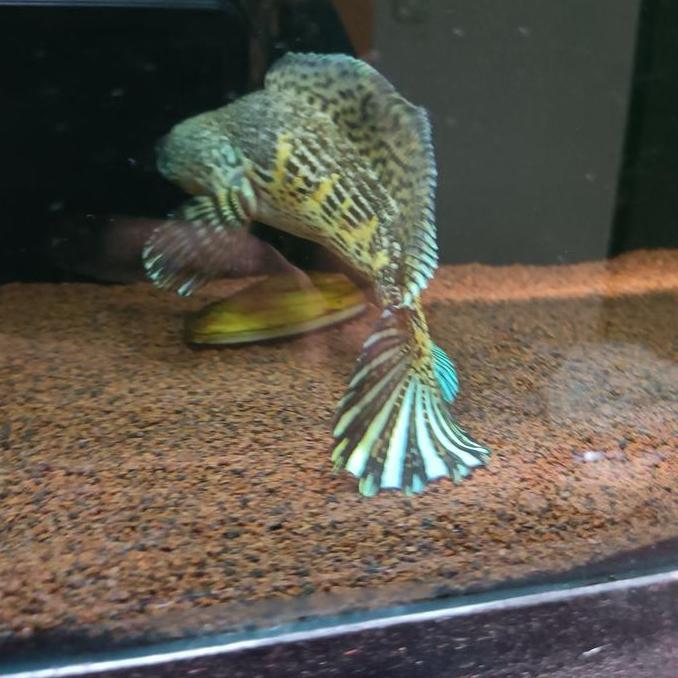 CHANNA AURANTI UNIK UNIQ