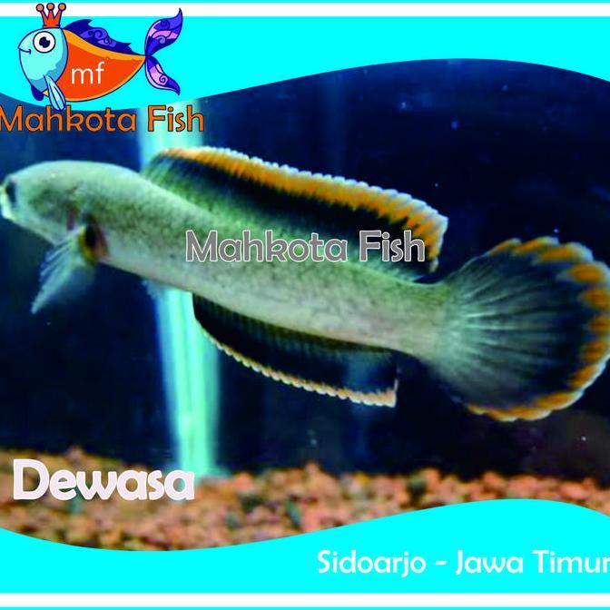 CHANA LIMBATA LAWU | CHANA BABY | CHANA | (KHUSUS INSTAN)