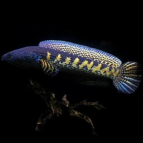 NEW PROMO IKAN CHANNA AURANTI MARCULATA 6-8 CM CALON GONDRONG