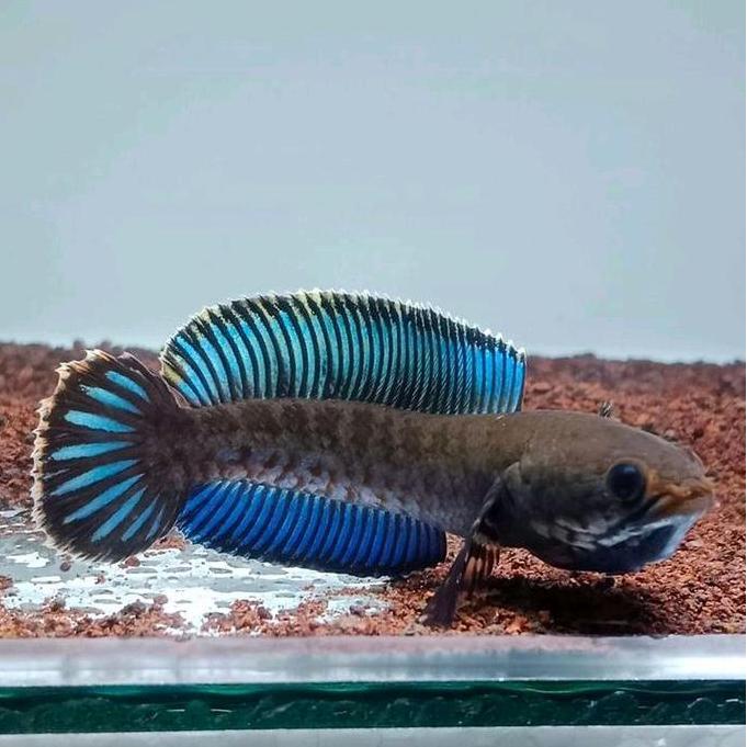 REPLIKA CHANNA ANDRAO GRADE A FULL RIM GONDRONG || GARANSI