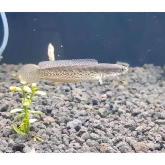 ORIGINAL IKAN CHANA AURANTI SIZE 8-10 CM WARNA MULAI MUTASI ORIGINAL