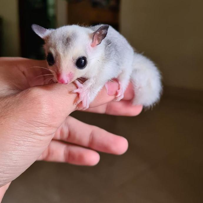 TERBARU Sugar glider platinum HOT SALE