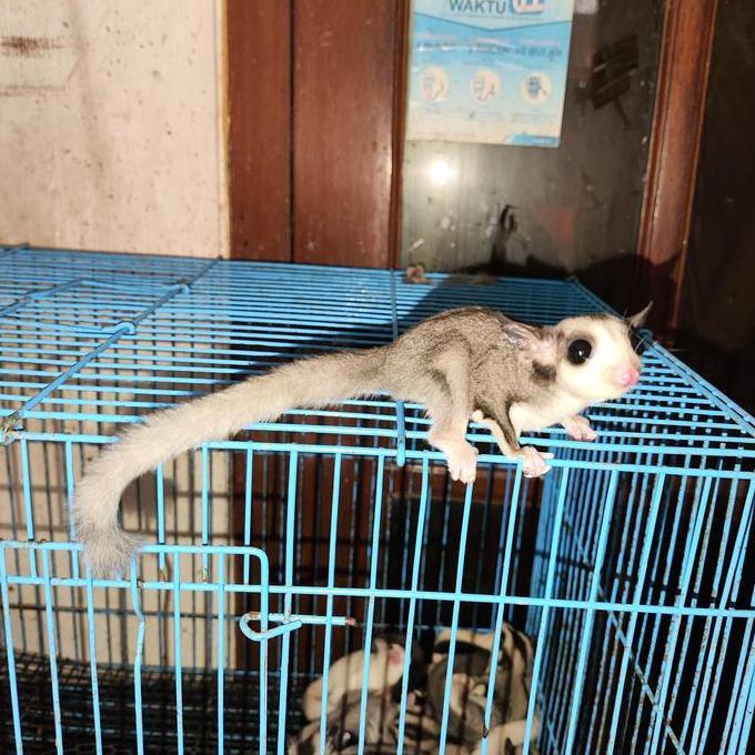 TERBARU Sugar glider mozaic ringtail PROMO