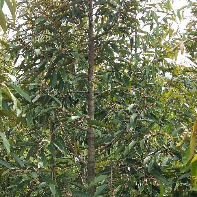 Terlaris Central Bibit Unggul Dongkelan Musangking,Bawor,Duri Hitam Kaki 3