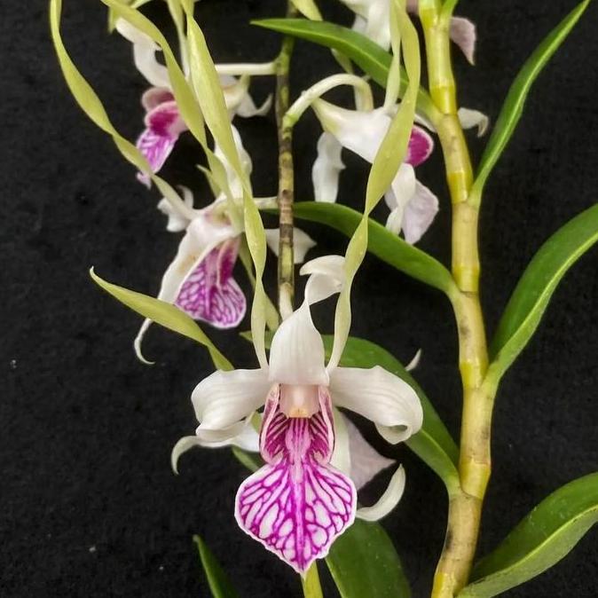 Terlaris Dendrobium Stratiotes