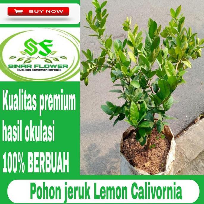 Terlaris Pohon Jeruk Lemon California Berbuah-Jeruk Lemon Kuning - Lemon Jumbo