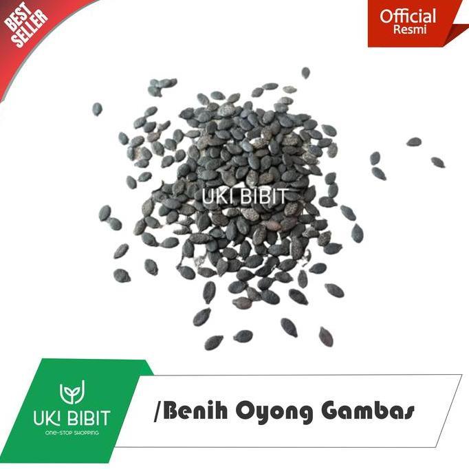 Terlaris ( 1 Kg ) Benih Oyong Gambas Lokal