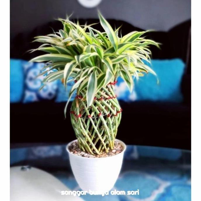 Terlaris Tanaman Hias Bambu Lucky Mini Varigata + Pot Puti Dan Batu Hias