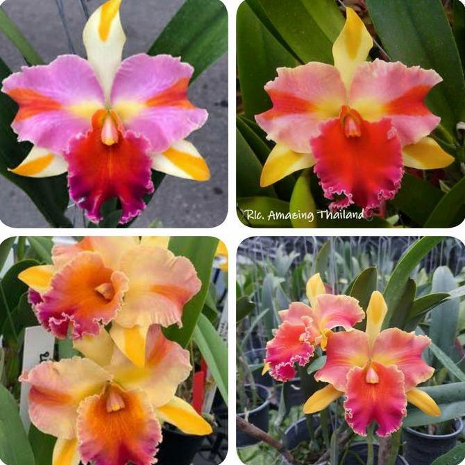 Terlaris Anggrek Remaja Cattleya Amazing Thailand Rainbow