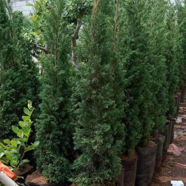 Parling Laris Tanaman Hias. Pohon Cemara Lilin / Pohon Natal. Ukuran 2 Meter.