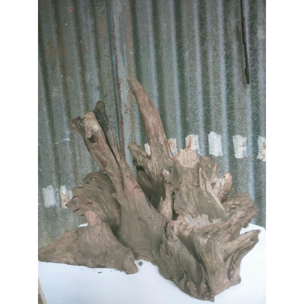 KAYU EROSI