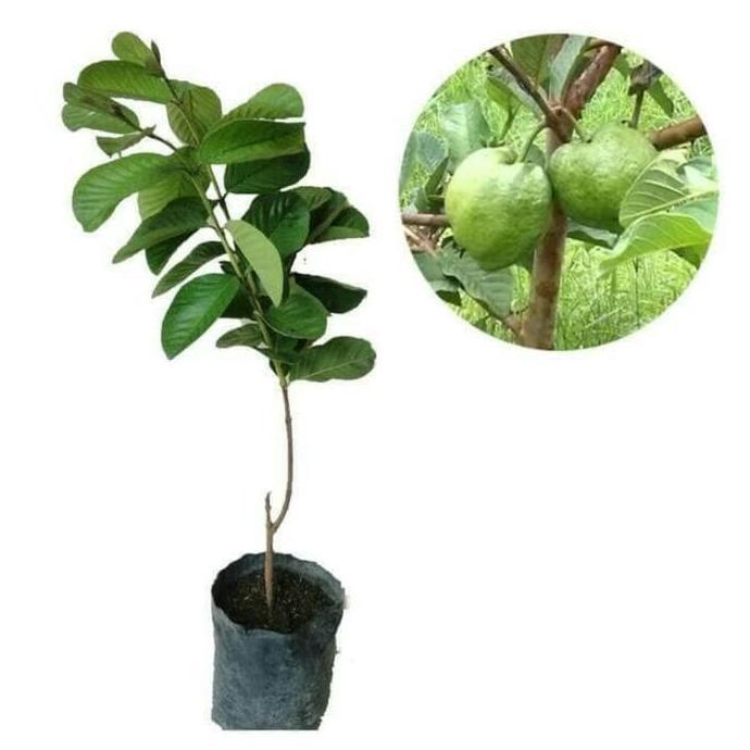 Bibit Jambu Kristal Taiwan Tanpa Biji boleh COD