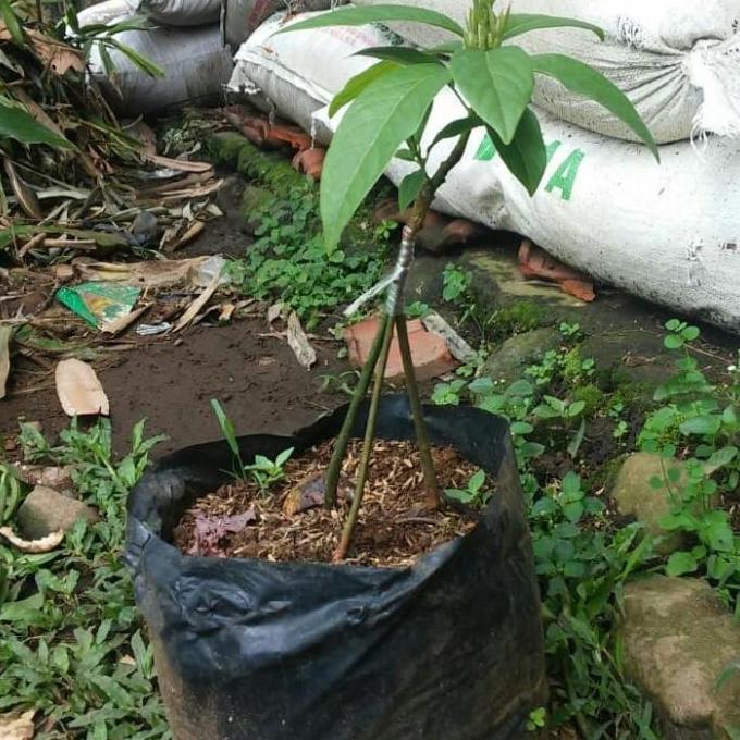 siap berbuah bibit buah pohon alpukat miki mentega kaki 3 cepat berbuah fres bisa COD