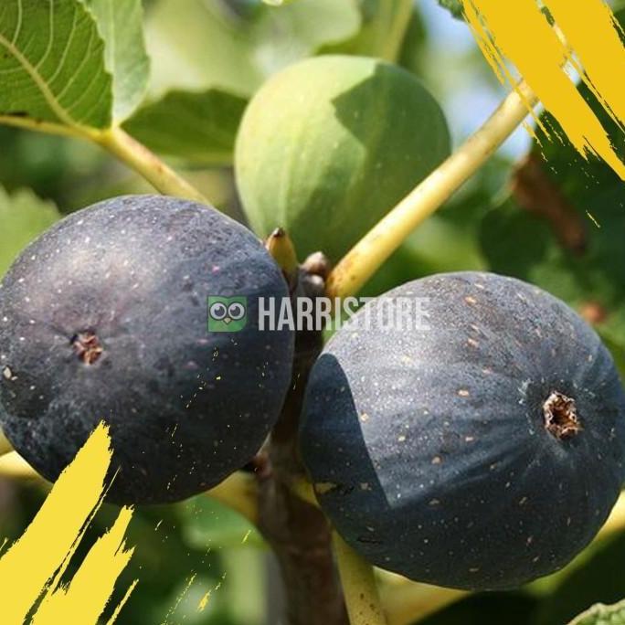 OBRAL Hot Product Tanaman Bibit Buah Tin Black Madeira Bergaransi ATZX