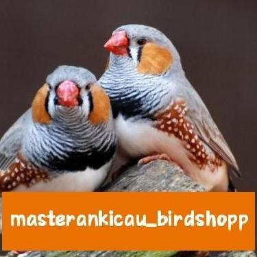 TERBARU - burung zebra Finch aussy import body big aviary sultan