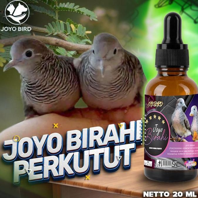 NEW - VITAMIN BURUNG PENDONGKRAK BIRAHI TESTOTERON & ESTEROGEN | OBAT BURUNG PENDONGKRAK BIRAHI BURU