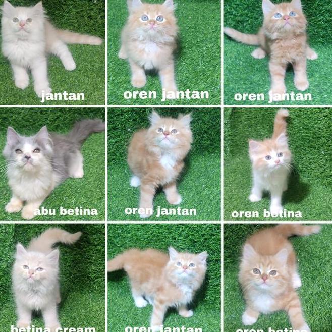 Jual Kitten Persia Anak Kucing Angora Flatnose 1 Ekor Kucing Dengan Pilihan Warna Jantan Oren Jantan