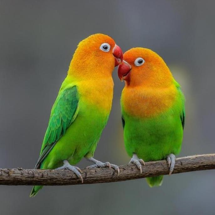 VHENOM MIXSEEDS Lovebird & Falk - Pakan Burung Berkualitas Tinggi Tanpa Biji Matahari Variasi Bijian