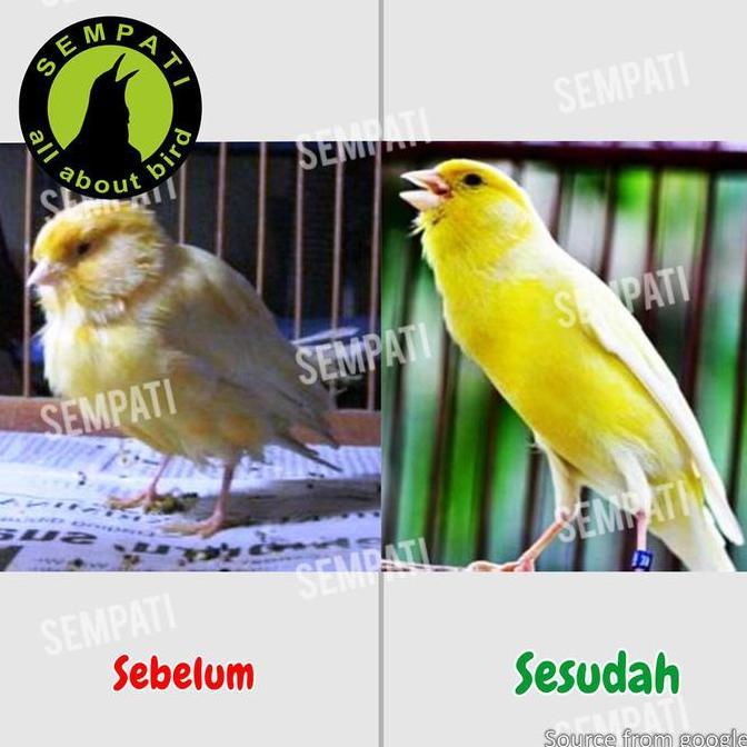SEMPATI Super N Kenari Super Kicau Obat Burung Kenari Kurus Nyilet Mencret Diare Snot Macet Bunyi Se