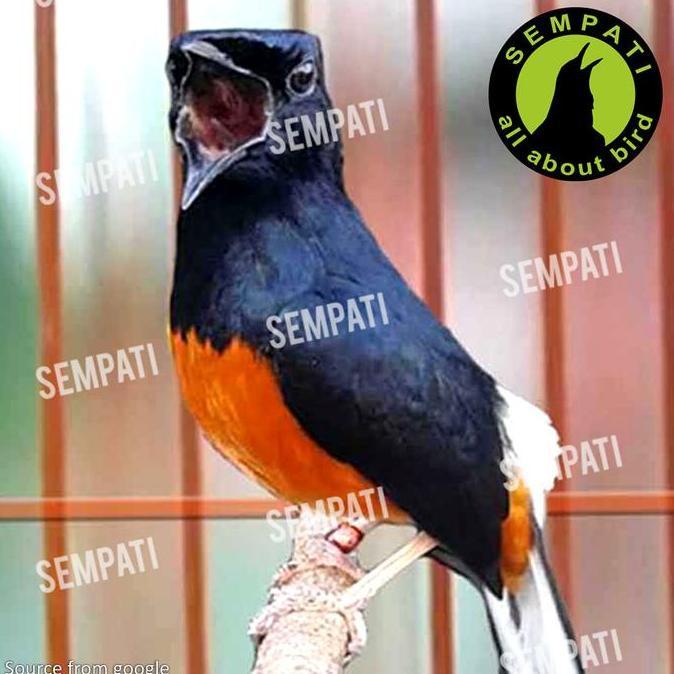 SEMPATI Metabolisme Master White Crystl Obat Burung Sakit Macet Bunyi Metabolisme Agresifitas Tidak 