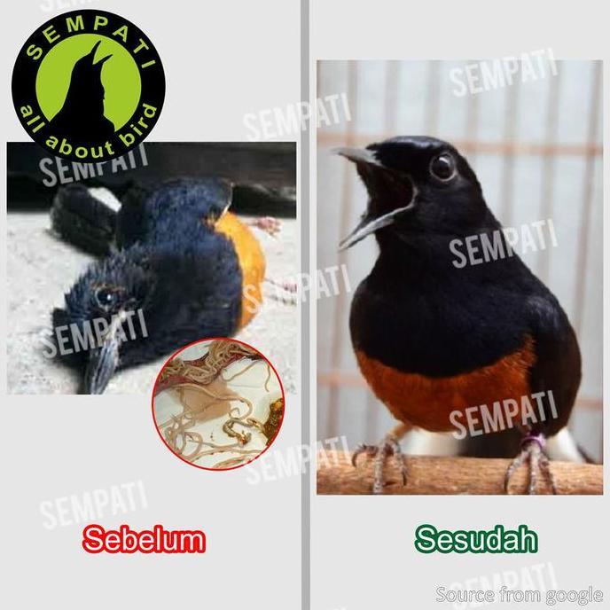 SEMPATI Obat Cacing Sempati Mengobati Burung Sakit Cacing Kurus Lesu Untuk Murai Kacer Lovebird Anis