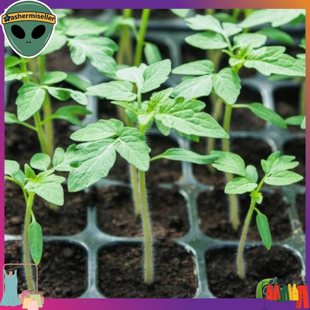 Tray Semai 200 Lubang Pot Tray Penyemaian Bibit Tanaman Harga Grosir