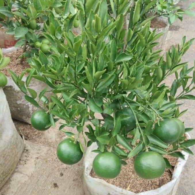 pohon jeruk medan berbuah